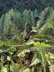 Polystichum imbricans