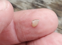 Caryocorbula contracta