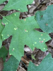 Polystepha globosa