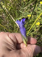 Gentianopsis virgata
