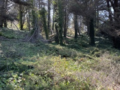 Polystichum imbricans