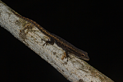 Lygodactylus