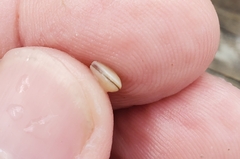 Caryocorbula contracta