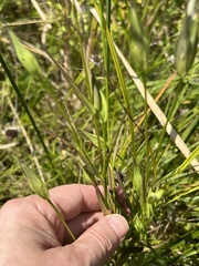 Gentianopsis virgata