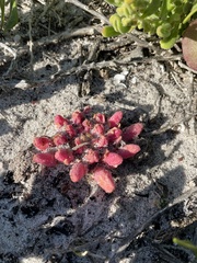 Hyobanche sanguinea