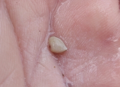 Caryocorbula contracta