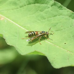 Polistes quadricingulatus