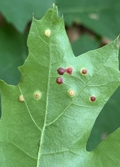 Polystepha globosa