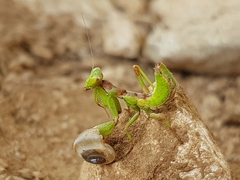 Ameles spallanzania