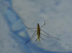 Aquarius najas
