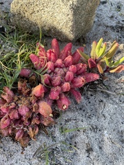 Hyobanche sanguinea