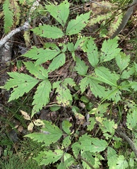 Actaea rubra