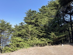 Cupressus macrocarpa