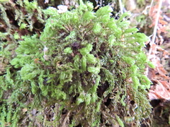 Mnium hornum