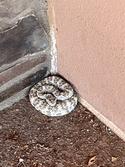 Crotalus pyrrhus