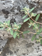 Euphorbia glyptosperma