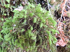 Mnium hornum