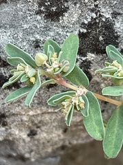 Euphorbia glyptosperma
