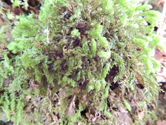 Mnium hornum
