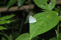 Cepheuptychia glaucina