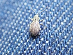 Calomycterus setarius