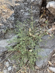 Euphorbia glyptosperma