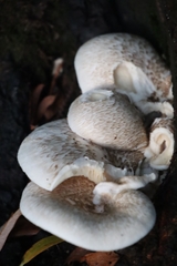 Lentinus tigrinus