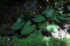 Xanthosoma