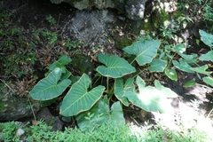 Xanthosoma