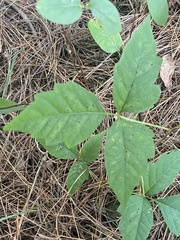 Toxicodendron