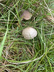 Entoloma conferendum