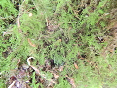 Kindbergia praelonga