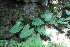 Xanthosoma