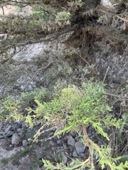 Cupressus macrocarpa
