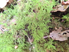 Kindbergia praelonga