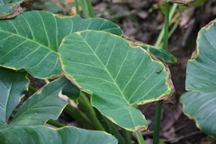 Xanthosoma