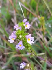 Euphrasia maximowiczii