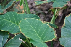 Xanthosoma
