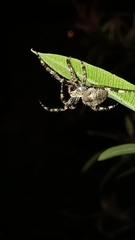 Araneus angulatus