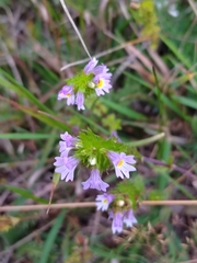 Euphrasia maximowiczii