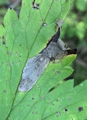 Phytomyza actaeivora