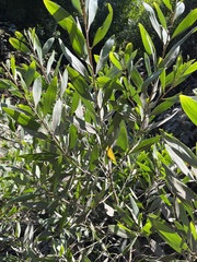 Acacia longifolia