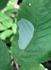 Phyllonorycter ostryaefoliella
