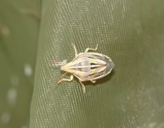 Aelia rostrata