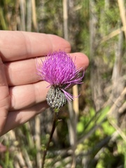 Cirsium muticum
