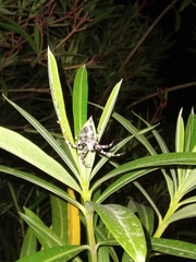 Araneus angulatus