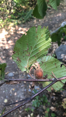Corylus cornuta