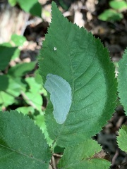 Phyllonorycter ostryaefoliella
