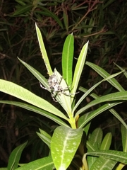 Araneus angulatus