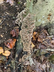 Trametes versicolor